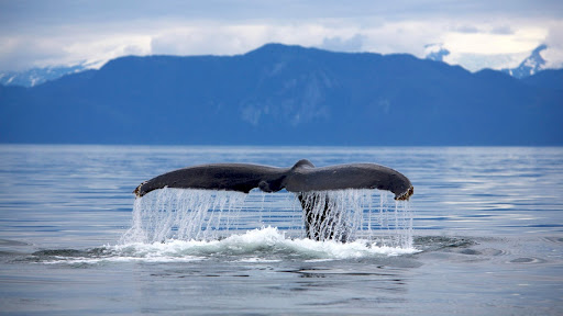 Humpback Whale, Frederick Sound, Alaska.jpg