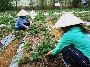 Giống dâu tây sạch bệnh