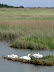 Swans on a little island in the River Dunwich