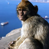 One of Our New Friends - Gibraltar, UK
