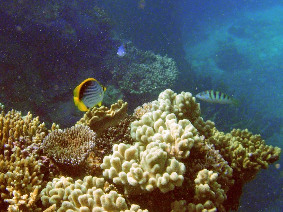Chaetodon melannotus (Blackback Butterflyfish), Naigani Island, Fiji.