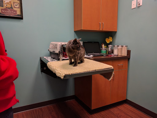 Animal Hospital «Daisy Mountain Veterinary Hospital», reviews and photos