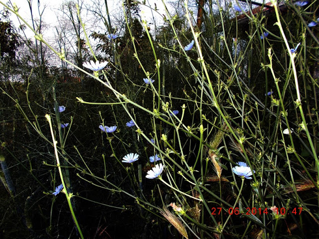 Цикория (Синя жлъчка). Cichorium intybus, семейство Asteraceae DSCN0959