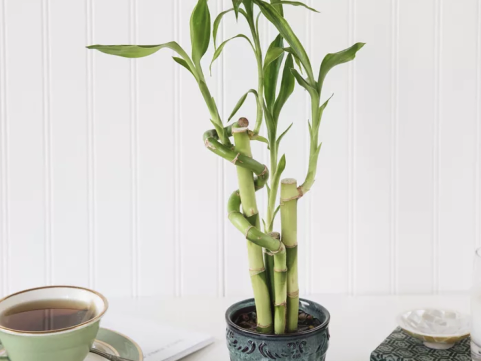 Lucky bamboo plant next to a cup of tea