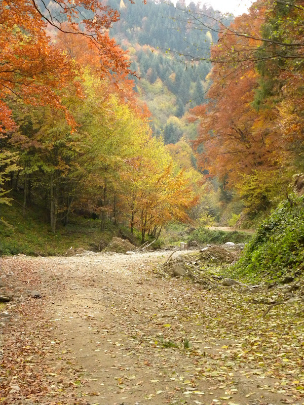Valea Vistisoarei