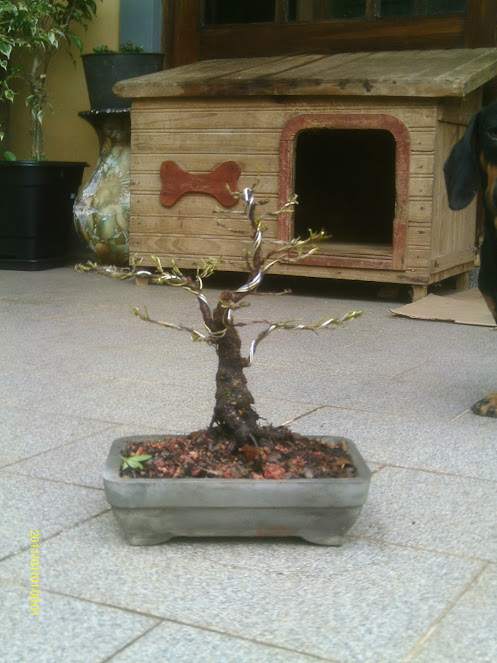 Ficus Retusa 23 cmts. ... IMAG0136