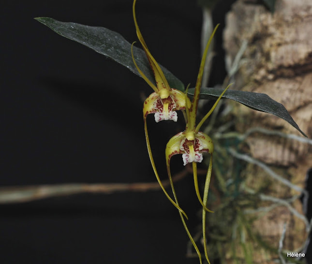 Dendrobium tetragonum subsp. giganteum Dendrobium%2Btetragonum%2B1