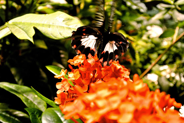 At the Butterfly Pavilion at the Smithsonian National Museum of Natural History