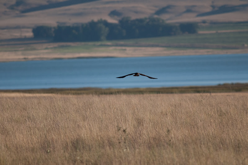 Harrier in Montana