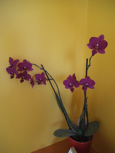 Mes orchidées Phalaenopsis%2520rouge%2520%252810%2529