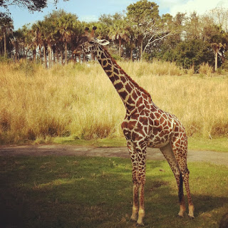 animal kingdom disney giraffe