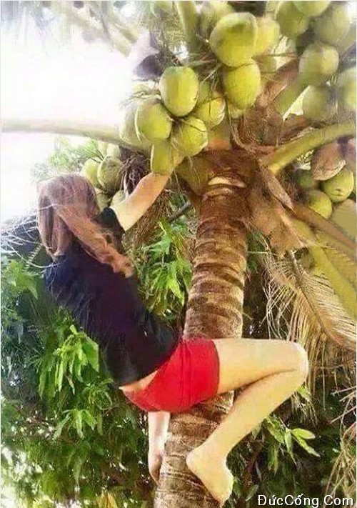 Thơ vui xàm xí đú họa ảnh bá đạo, hài vãi cả Lìn Ảnh con gái mặc quần ngắn leo cây dừa