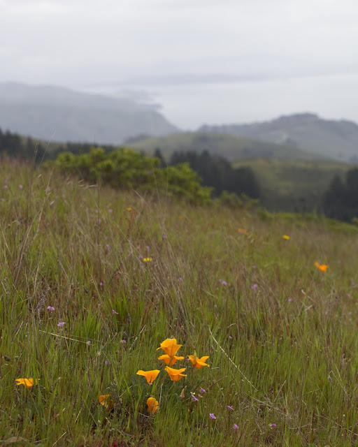 dipsea view dipsea view