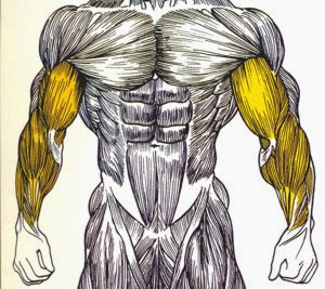 Ejercicios de bíceps