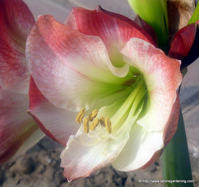 amaryllis apple blossom