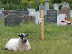 sheep in Pakefield churchyard