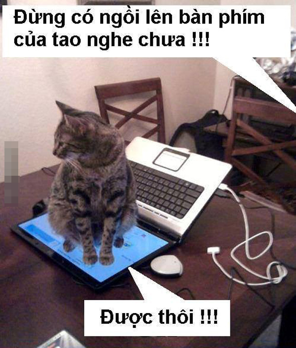 Ảnh chế Mèo hài hước, vui nhộn nhất Ảnh chế vui Mèo ngồi trên màn hình laptop