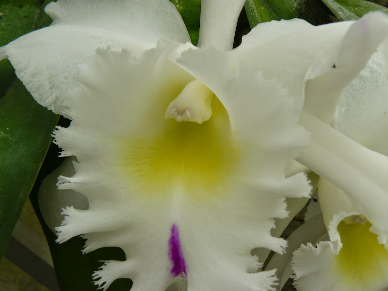 Rhyncholaeliocattleya Pastoral 'Innocence' P1040820