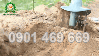kỹ thuật trồng dâu tây trên luống đất 