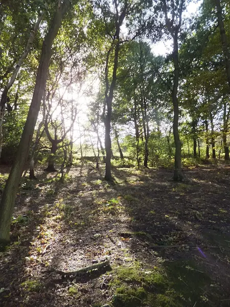 Mardley Heath woodland