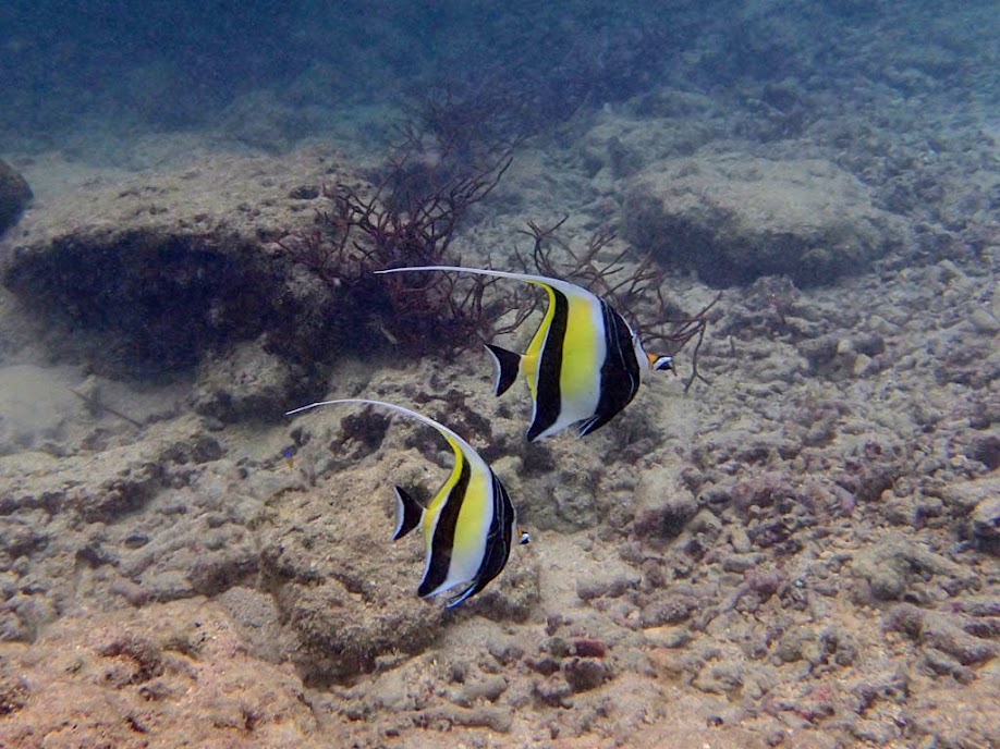 Zanclus cornutus (Moorish Idol), Miniloc Island Resort reef, Palawan, Philippines.
