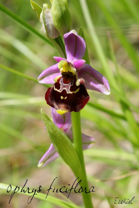 Ophrys fuciflora IMG_6109