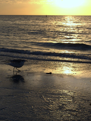 On the beach Photo: seagull on Florida beach at sunset