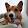 Indy the Corgi Indy the Corgi's profile photo