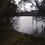 Lane Cove River banks (68421)