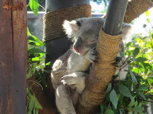 Koala at the San Diego Zoo