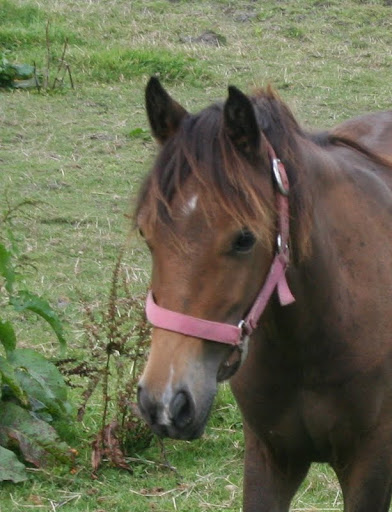 pouliche croisée PSL poney, taille B Salers%2520093