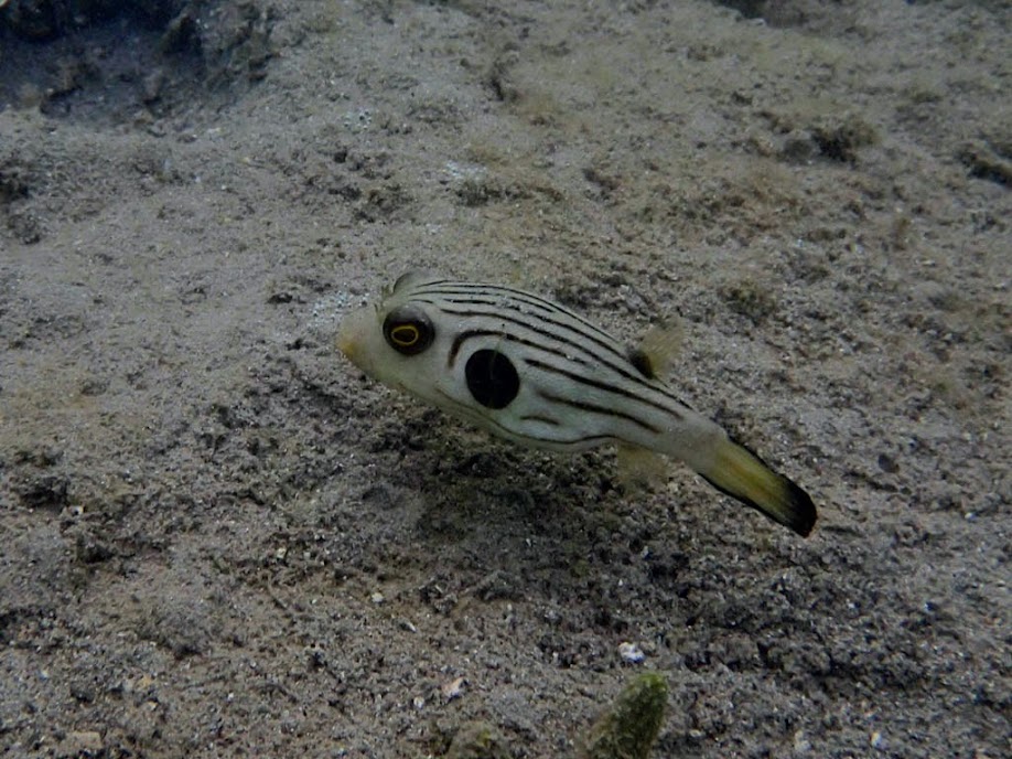 Arothron manilensis (Striped Puffer), Chindonan Island, Palawan, Philippines.
