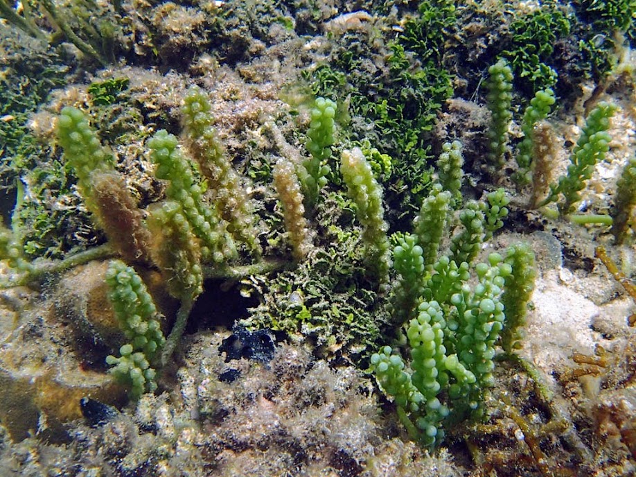 Caulerpa racemos (Grape Caulerpa) a macro algae commonly used in the aquarium hobby for nitrate reduction, Chindonan Island, Palawan. Philippines.
