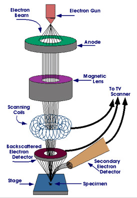 cara kerja mikroskop elektron