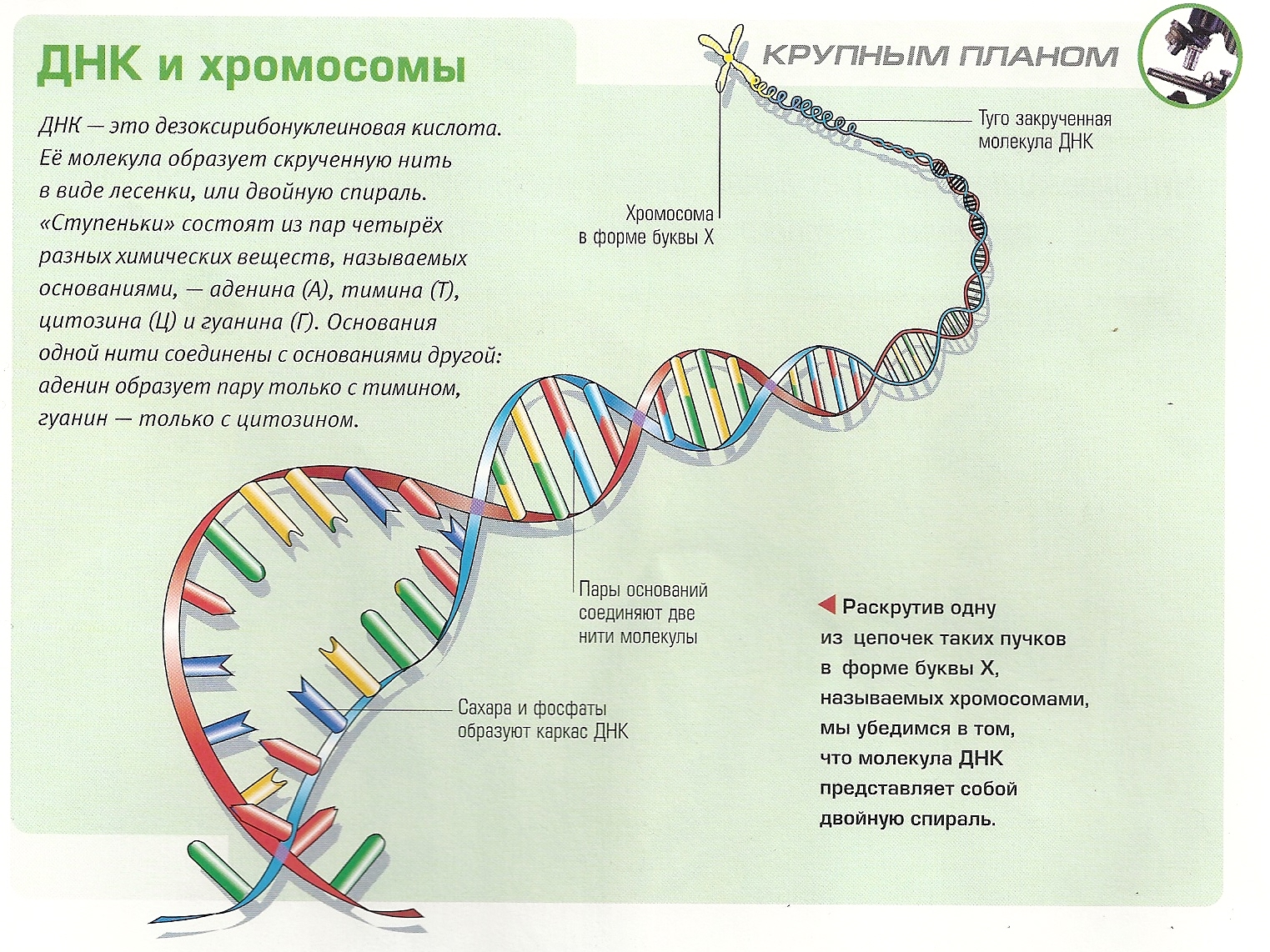 Сколько молекул днк в данной хромосоме. Ген хромосома ДНК. Молекулы ДНК В хромосоме. Из чего состоит ДНК человека. ДНК ген хромосома последовательность.