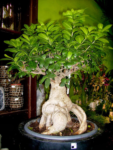 ... e por falar em Paris bonsai... P9170090