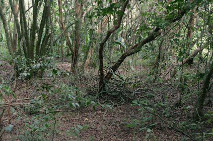 Bosque dos Camboins - Ilha do Pontal Mini_2013_03_1610_11_189292