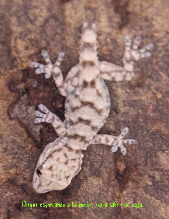 Fotos de un Gecko. IMG_9415