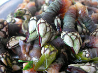 percebes finisterre