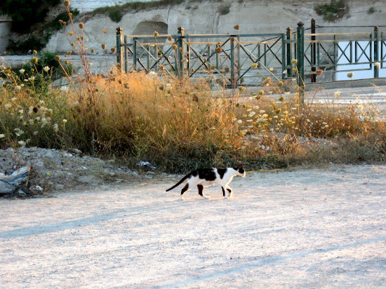 grecki kociak na polowaniu