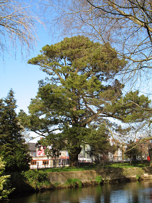 Cedar tree seen from UCC grounds, Cork, 12.04.14