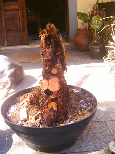 Ficus Pumila-Era Unha de Gato Vindas do Ferrari... IMAG0028