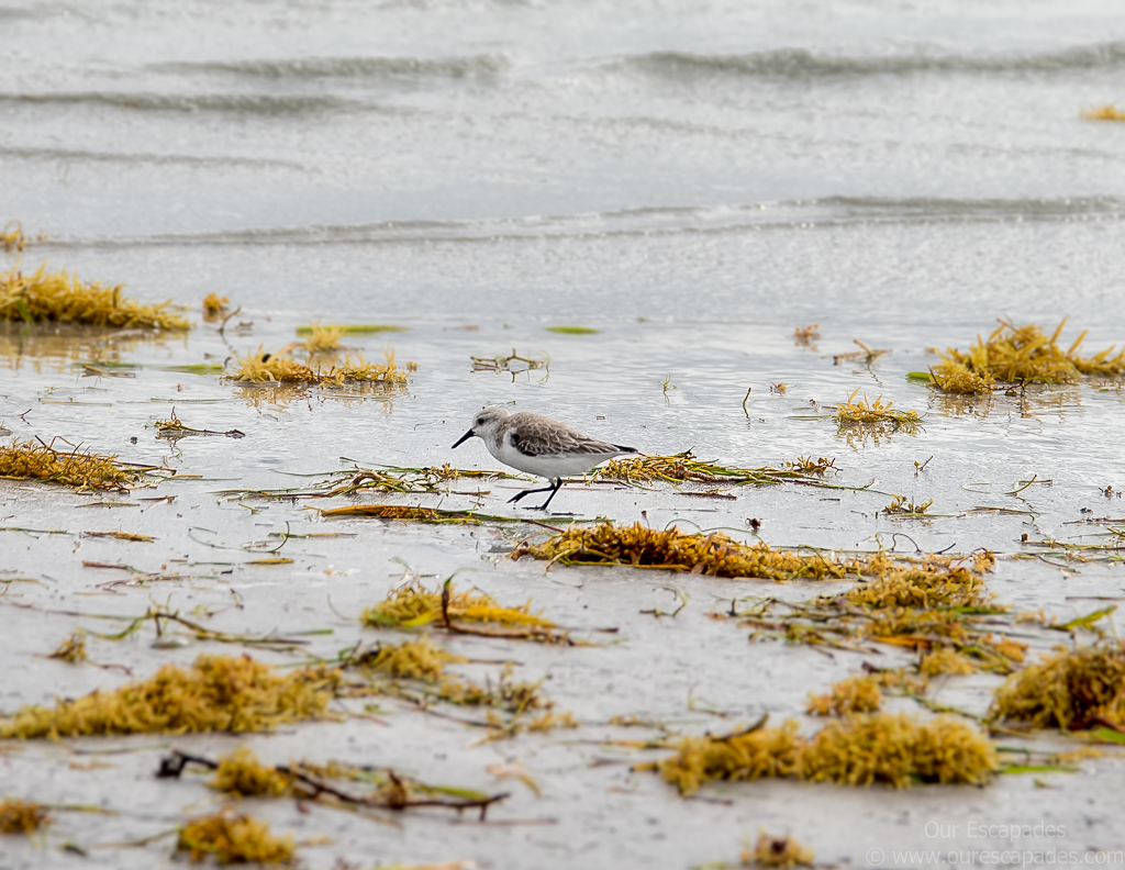 Sanderling