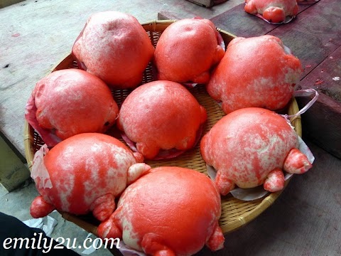 kacang putih batu gajah
