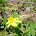 Yellow Flower (249223)