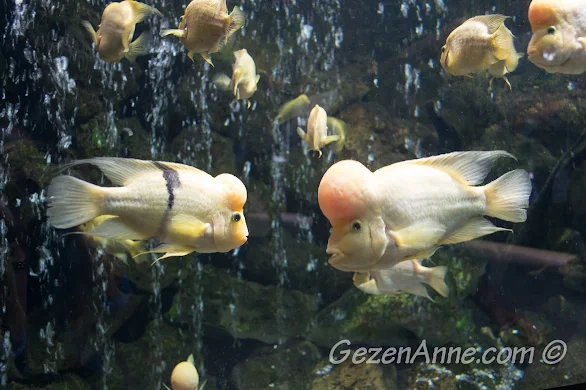 Darıca Hayvanat Bahçesi'nde, akvaryumdaki balıklardan