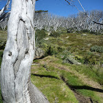 Ghostly snow gum (263807)