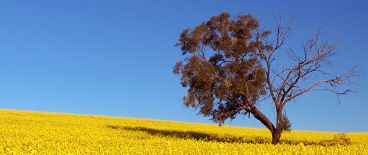 Arbre