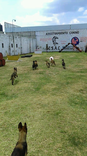 ES.A.C Escuela de adiestramiento Canino, Callejón del Rio, El Paraíso, 43680 Tulancingo, Hgo., México, Adiestrador canino | HGO