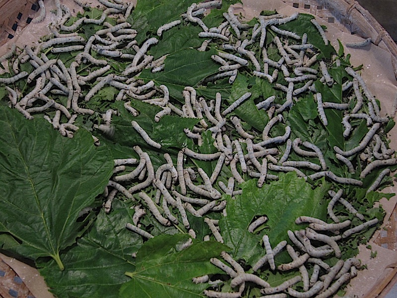 silkworms at the Jim Thompson House in Bangkok, Thailand